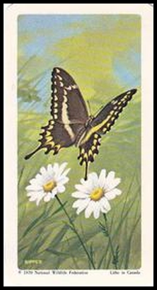 5 Schaus' Swallowtail